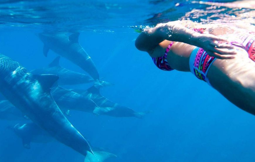 Swimming with Dolphins & Snorkeling Tour & Lunch